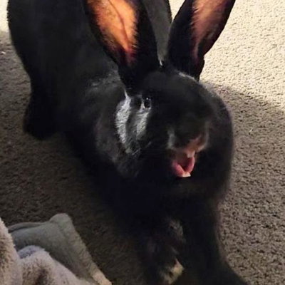 June Bug profile picture