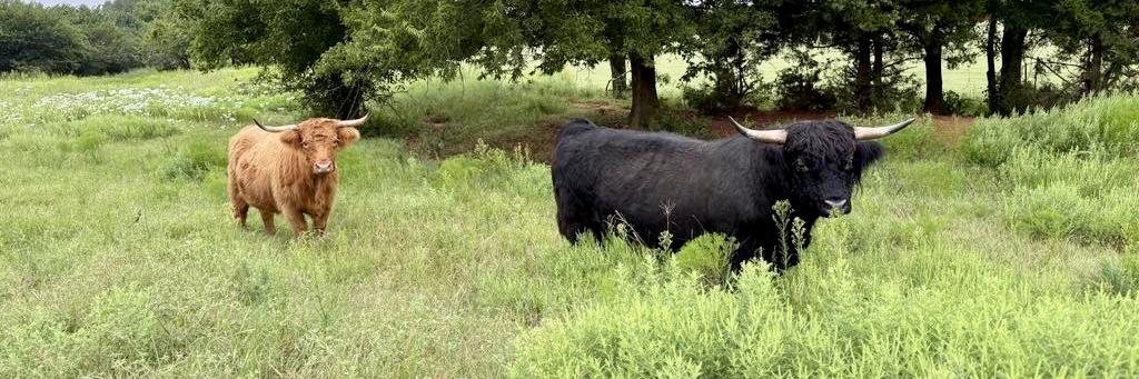 Schon Boden’s Matrix (D) profile cover image