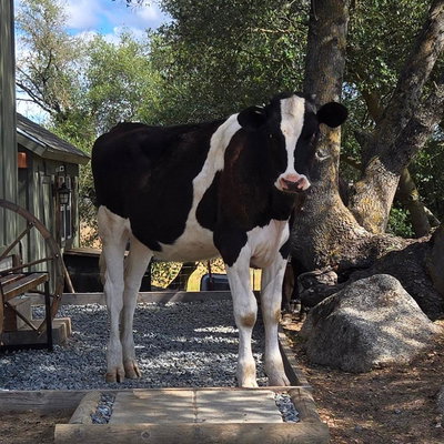 Moo-Randa profile picture