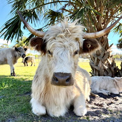 Jolene profile picture