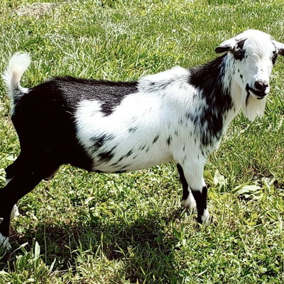 Bittie Acres TO Apollo *B, *S profile picture