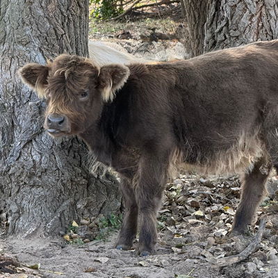 JCA Lil Shot of Whiskey profile picture