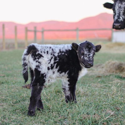 Elvis of Still View Farm profile picture