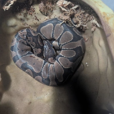 Nagini profile picture