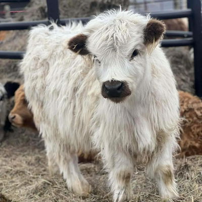 LLCC Tabber profile picture