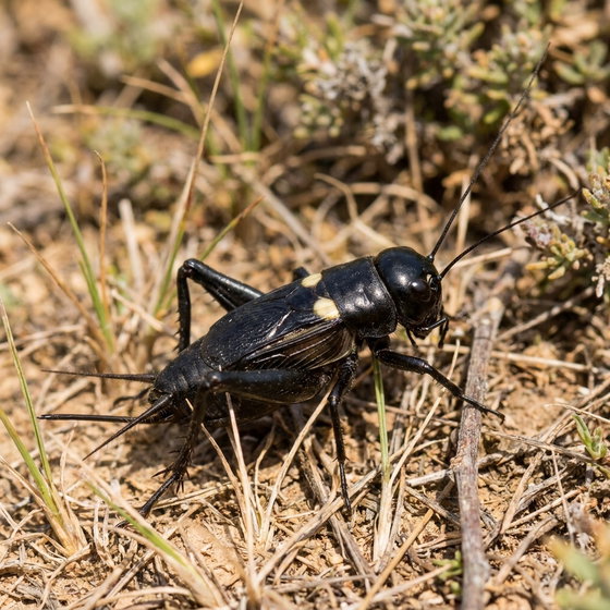 two-spotted cricket