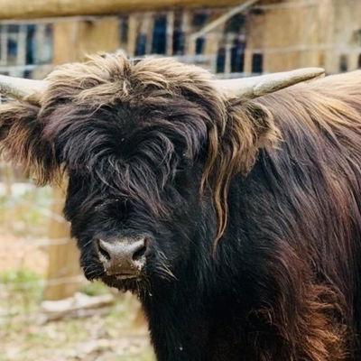 Wigs profile picture