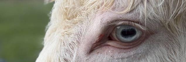 Elsa profile cover image