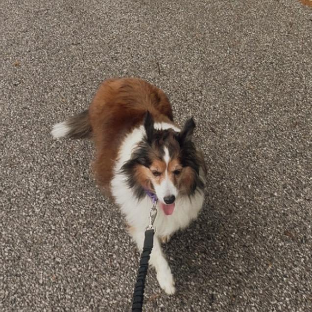Daisy