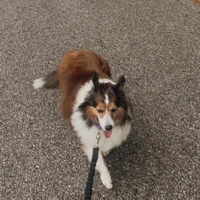 Daisy profile picture