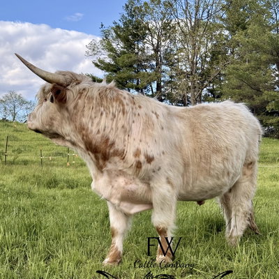 FW Ferdinand the Fierce profile picture