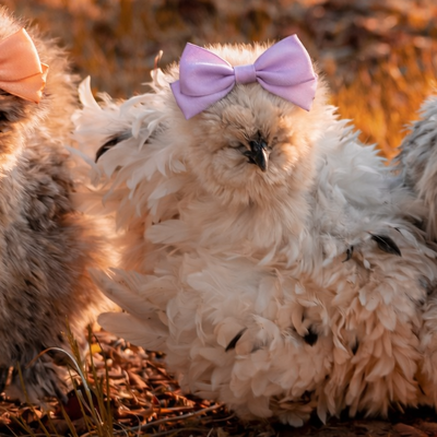 Dottie profile picture