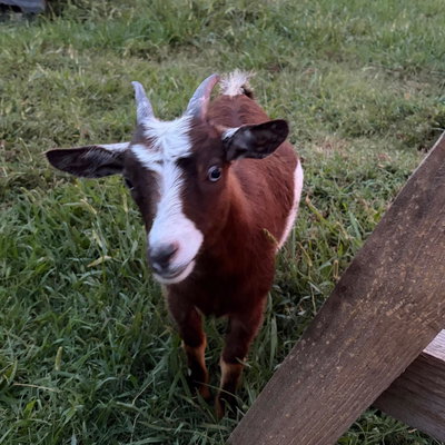 Willow profile picture