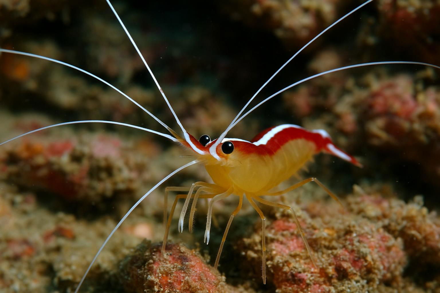 cleaner shrimp