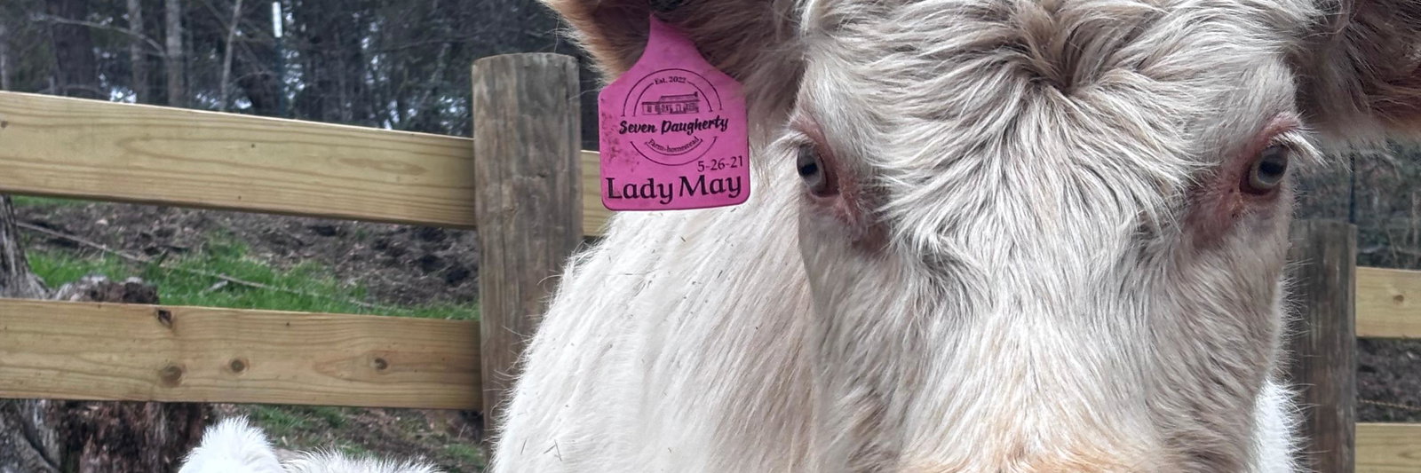 Lady May profile cover image