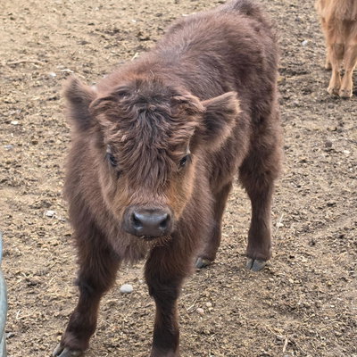 Longmire profile picture