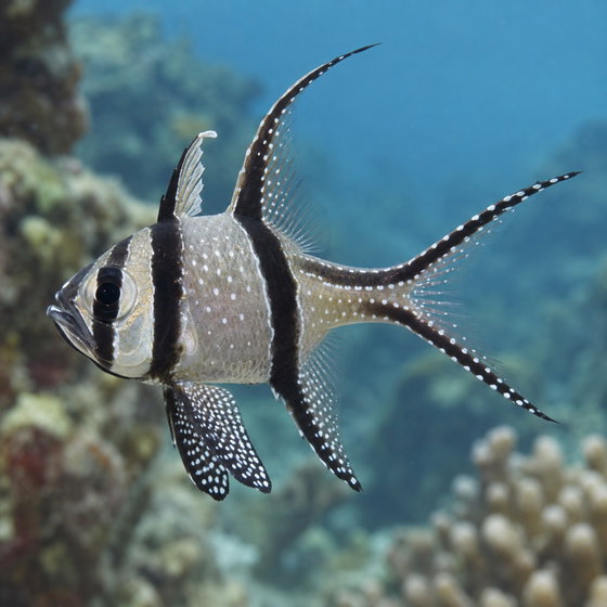 Banggai cardinal fish