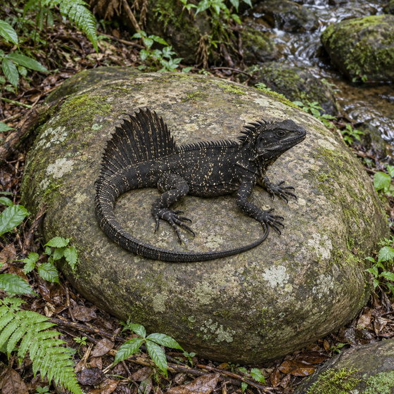 Weber's sailfin lizard