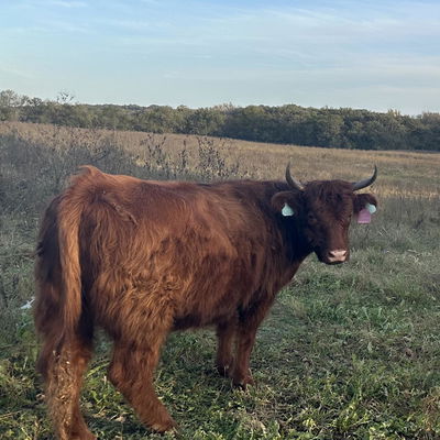 Mairi profile picture