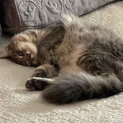 Venus profile picture