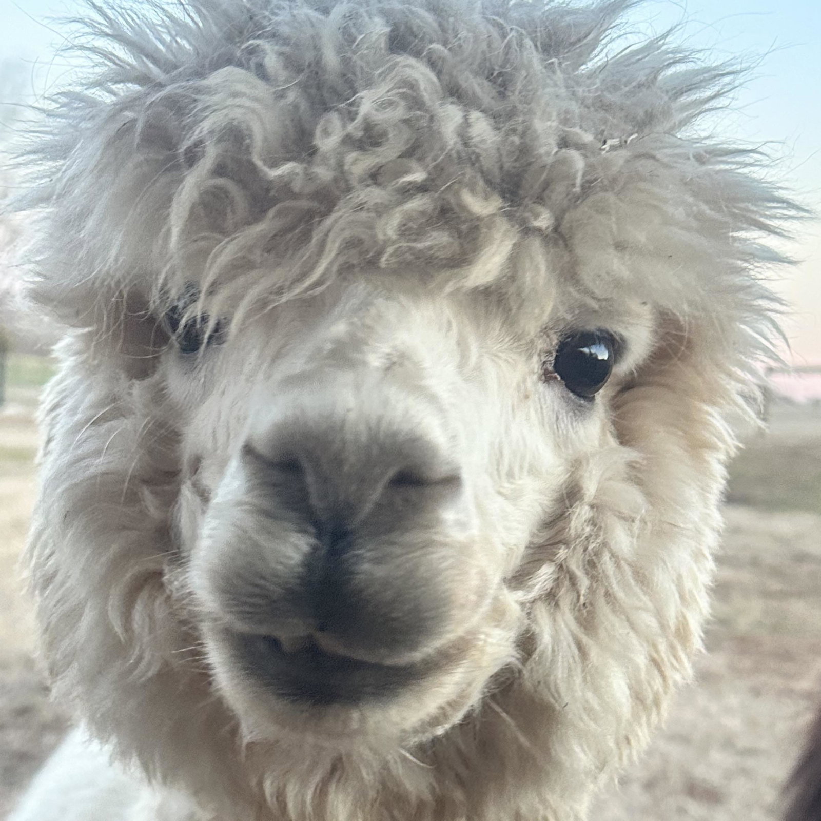 Dolly