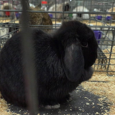 Licorice profile picture