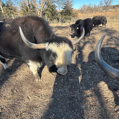 Ground Zero profile picture