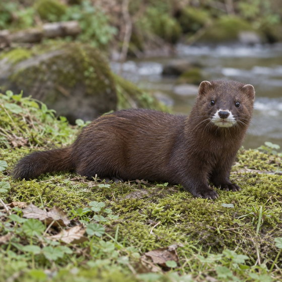 European mink