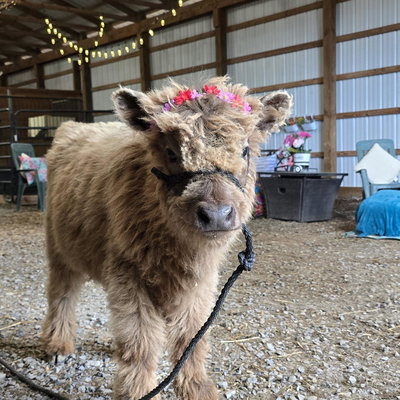 Mouse of Ridge & Valley Appalachian Farm profile picture