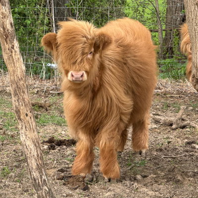 Riot profile picture