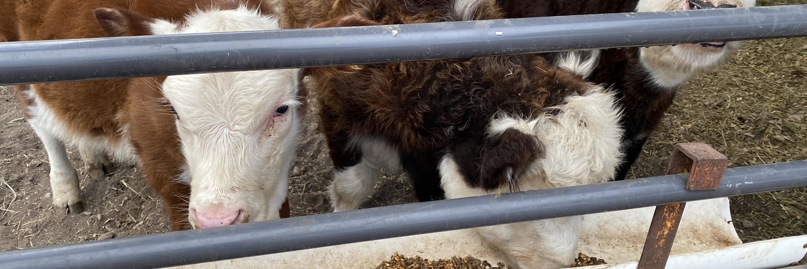 Kap Miniature Cattle profile cover image