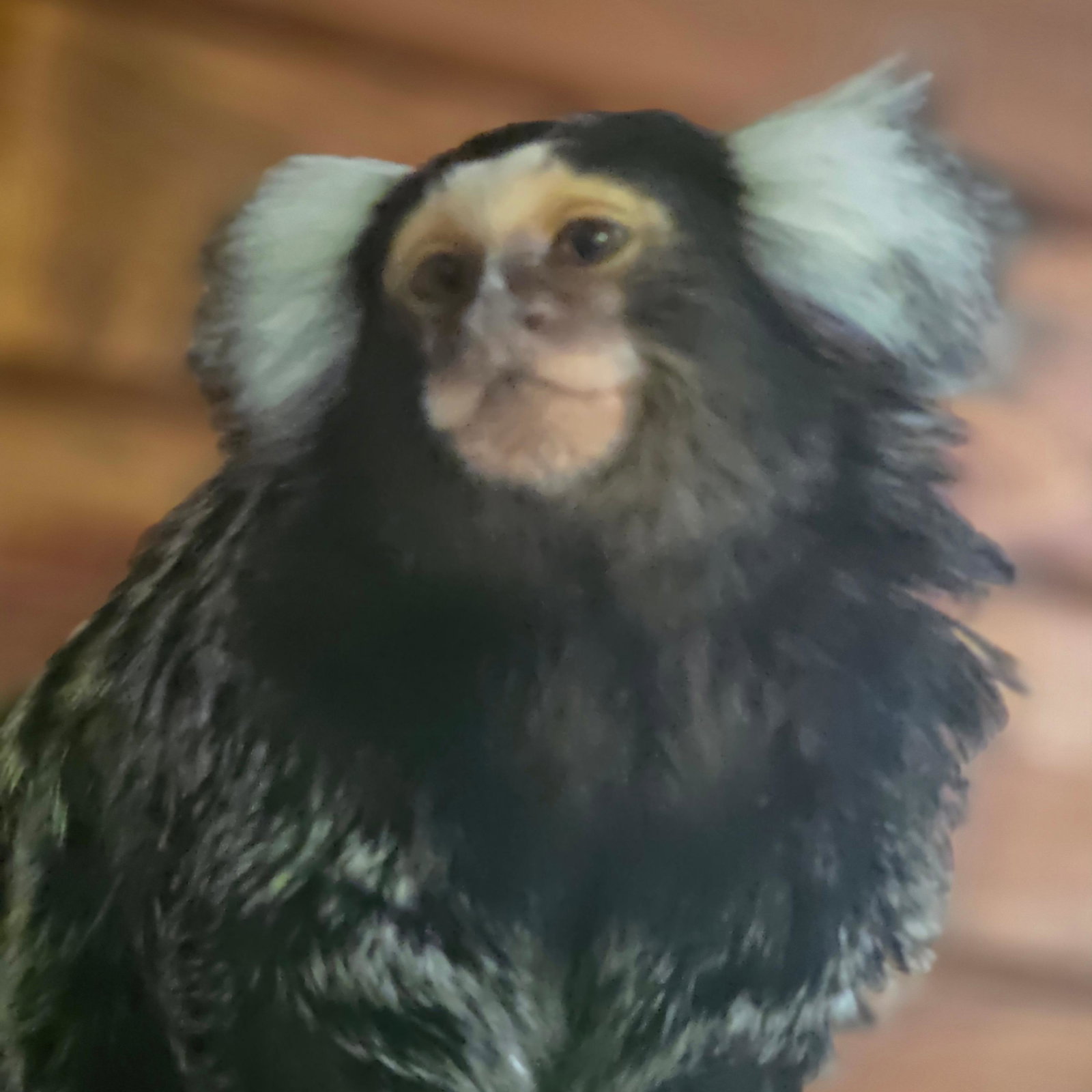 Kiki