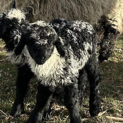 JTMC Pearl profile picture