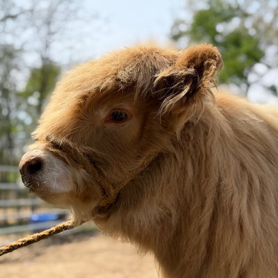 Studmuffin profile picture