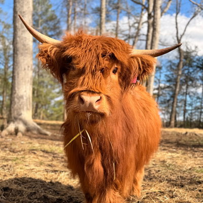 Jovie profile picture