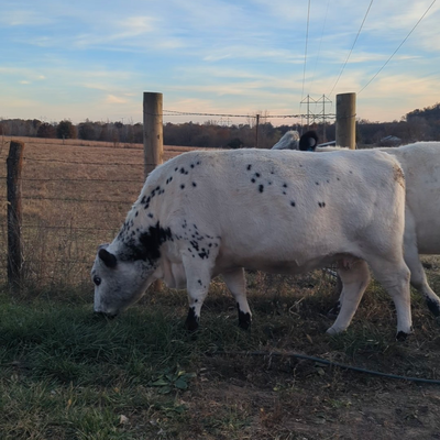 BF Dottie profile picture