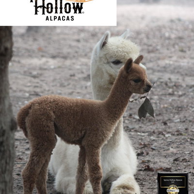 Kevin Spross profile picture