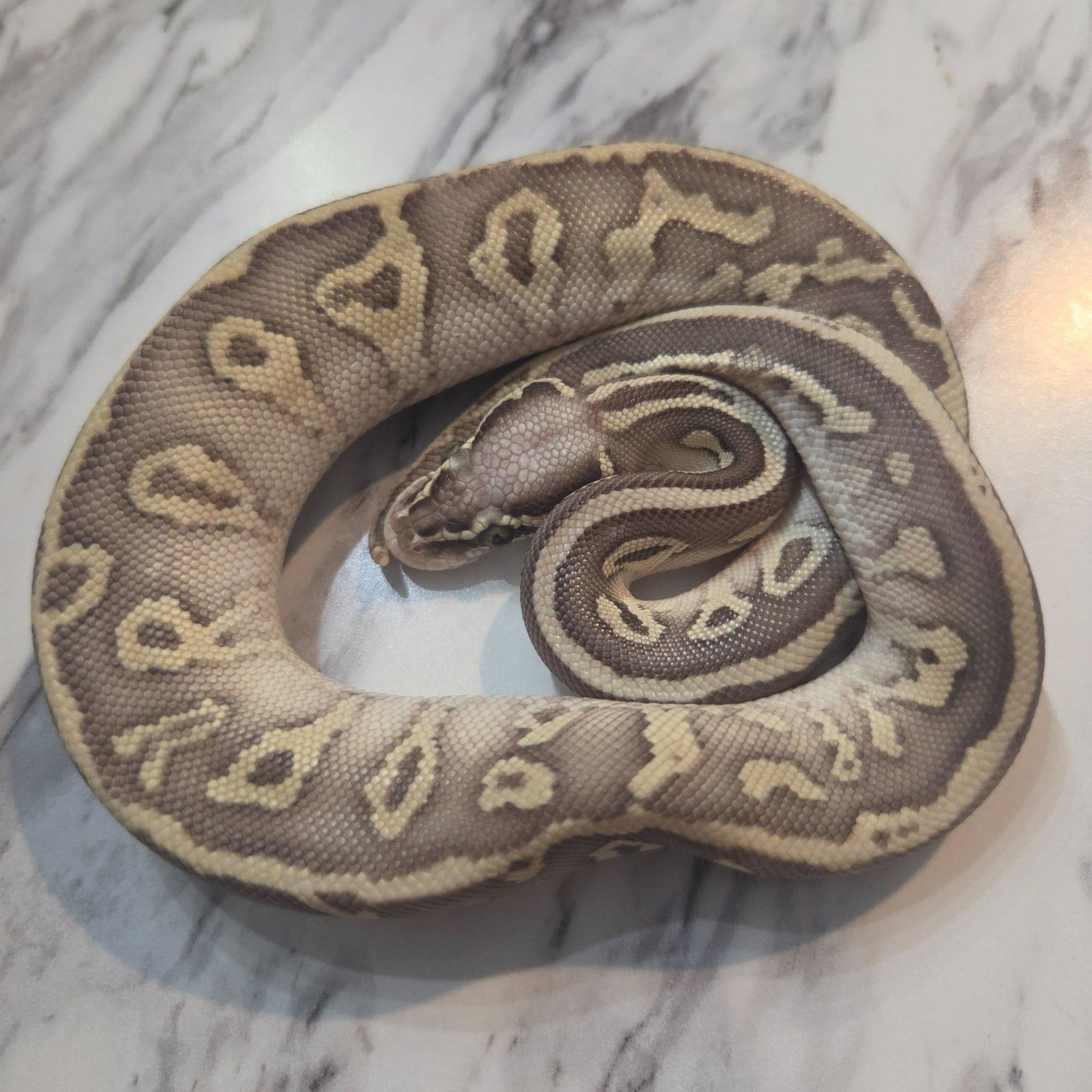 Melvin