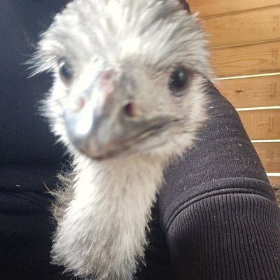 Harry profile picture