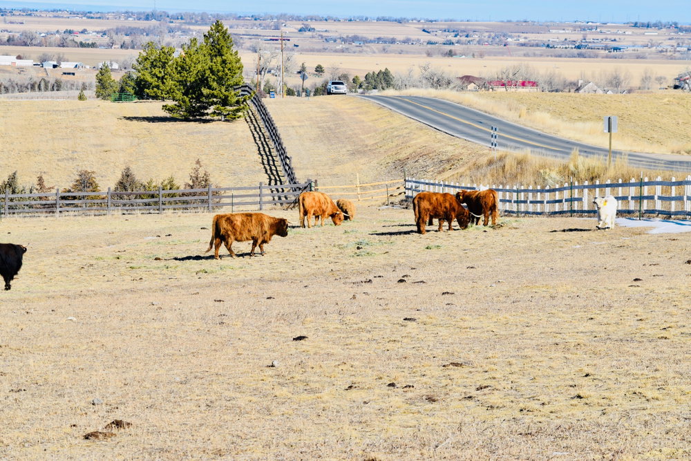 Colorado Cattle Boarding, photo 1