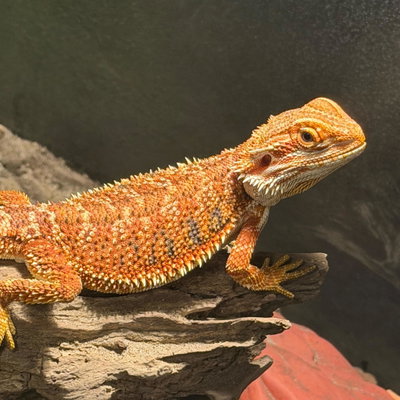 Blaze profile picture