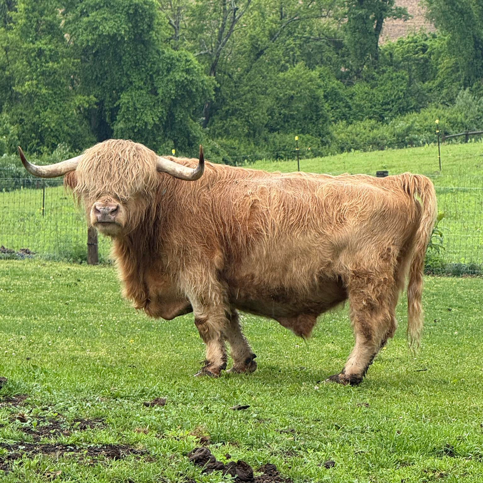Brutus profile picture