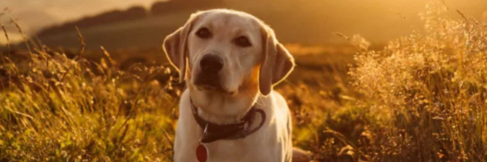 Prestige K9 profile cover image