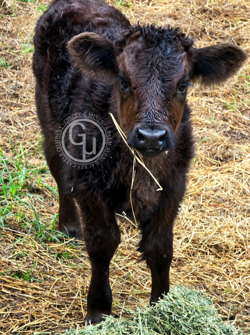 CLG Corbin, photo 6
