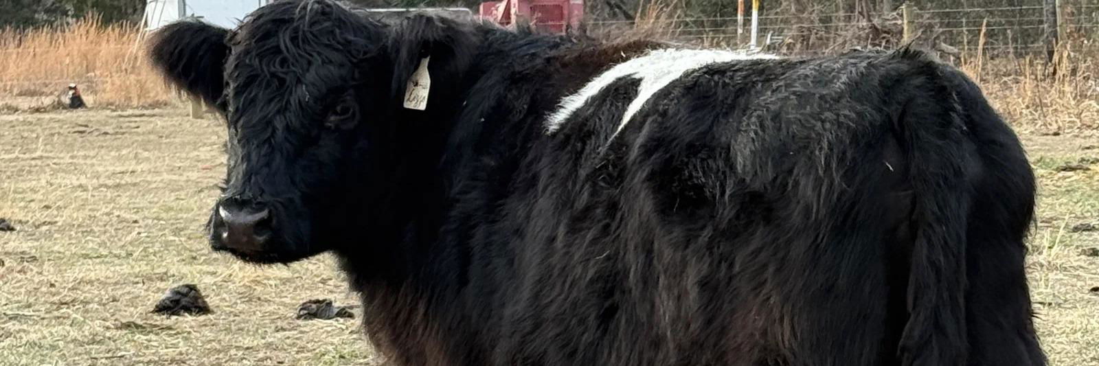 Lizzo profile cover image