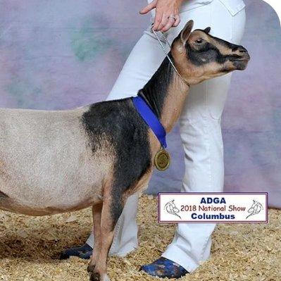 GCH Wood Bridge Farm Scarlet Rose 1*M profile picture