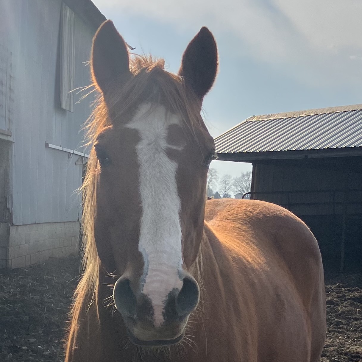Reba profile picture