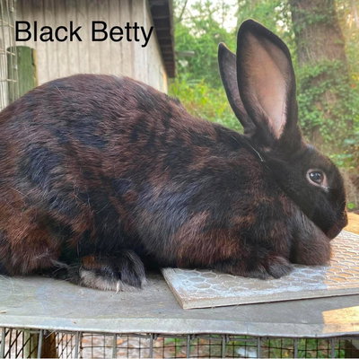 Black Betty profile picture