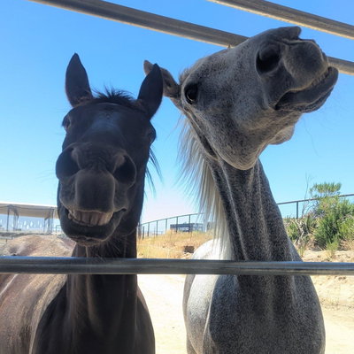 Moobahneigh profile picture