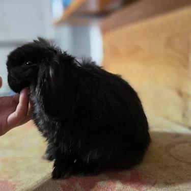 Galaxy Hopping Rabbitry Aries